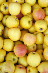 yellow apples in the market