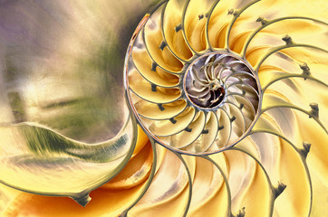 Panele Szklane  Zbliżenie wnętrza nasłonecznionej skorupy Nautilusa