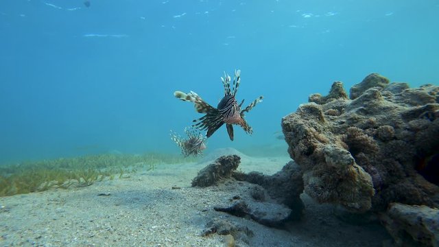 Lionfish (Pterois volitans). Pterois miles, Devil firefish (Сommon lionfish).