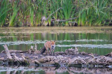 wild fox at the water