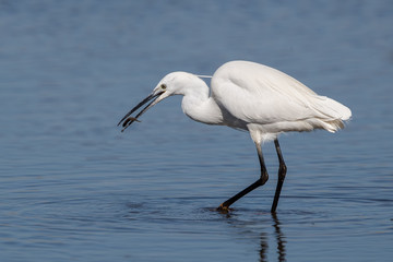 Little Egret Fishing