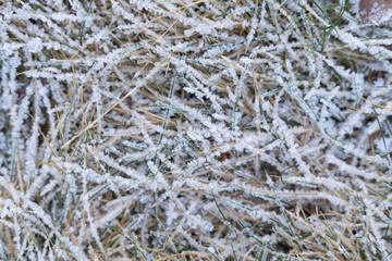 winter background. frost on the grass tinted
