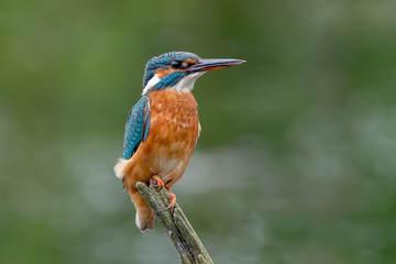 Kingfisher On Perch