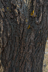trunk of an old tree. natural wood texture