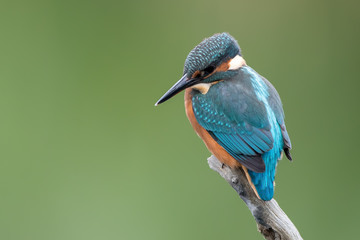 Kingfisher On Perch