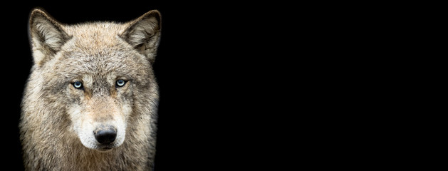 Obraz premium Grey wolf with a black background