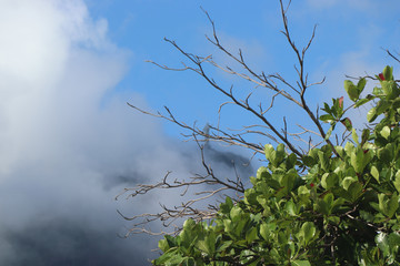 Nature in Rio de Janeiro