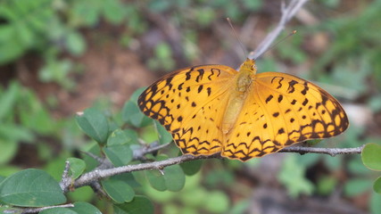 Butterfly in Sri Lanka 