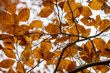 Zweige mit herbstlich gelben Blättern