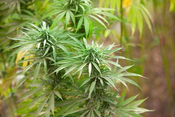 Field of green marijuana, cannabis field, hashish, cannabis background, leaf of marijuana plant.