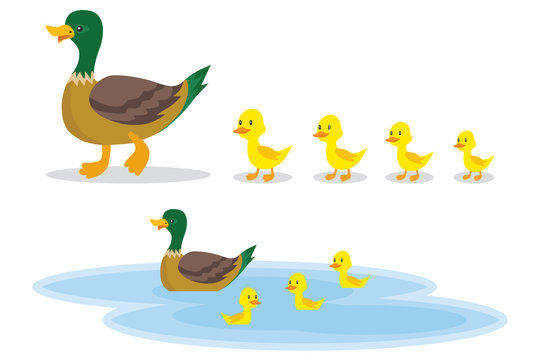 A wild duck with little ducks walks to the pond. A duck with small ducklings swims on the water. Cartoon illustration of a duck.