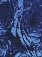 Klassische blaue Farbe 2020 Jahr farbige Blumenpflanze. Saftiger Hintergrund.
