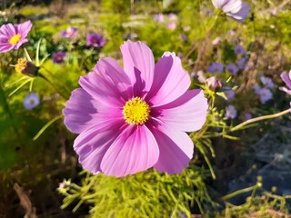 Fototapeta premium お花畑で咲いていた淡いピンクのコスモス