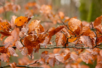 Zweige mit herbstlich braunen Blättern
