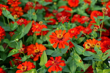 Colorful flower bed in a park 