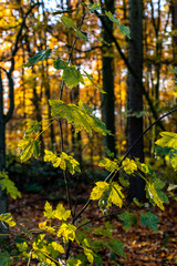 Blätter im Spätherbst