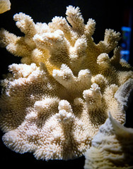 Dettaglio di corallo bianco © Francesco