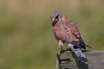 Kestrel Perched on Wooden Post