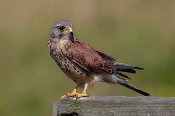 Kestrel Perched on Wooden Post