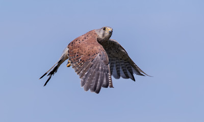 Kestrel Flying