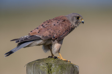 Kestrel Perched on Wooden Post