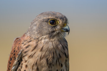 Kestrel Portrait