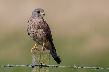 Kestrel Perched on Wooden Post