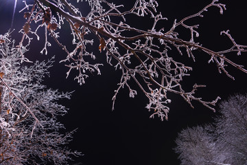 Night photo of trees covered with white magical hoarfrost and sparkling sparkling ice, winter night fairy tale. 