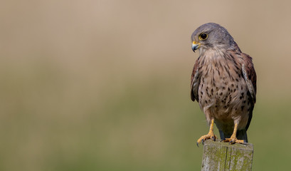 Kestrel Perched on Wooden Post