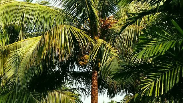 Coconut palm trees to the Sky Philippines
