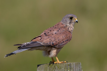 Kestrel Perched on Wooden Post