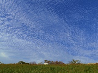 a blue sky filled with rows of cirrocumulus  - obrazy, fototapety, plakaty