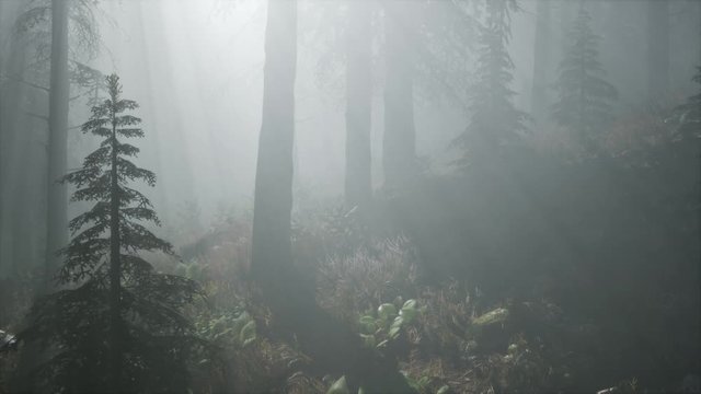 misty spring morning in pine tree forest in Southern Finland
