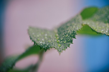 morning summer dew on green leaves