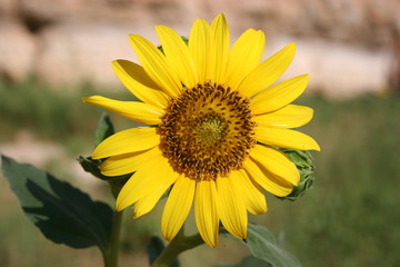 sunflower in a field