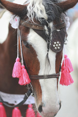  beautifully dressed up horse in the park