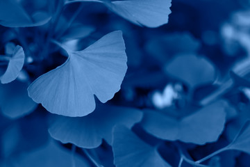 Trend color 2020 classic blue, layout for design. Ginkgo biloba tree leaf. Medicinal herbs. Homeopathic remedies or products based on biloba. Trendy color concept of the year, natural blue background.