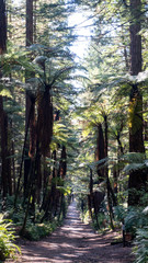 Path between tree ferns in redwood forest near Rotorua in New Zealand
