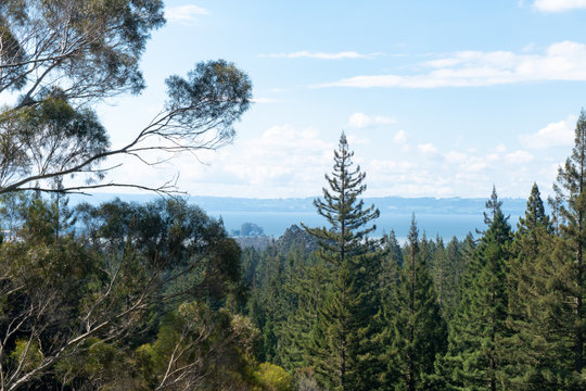 View of Lake from Forest near Rotorua in New Zealand