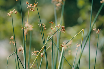 Plants closeup in the garden