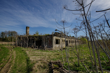 Fototapeta premium abandoned house hogweed