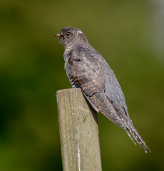 Cuckoo Perched on Wooden Post