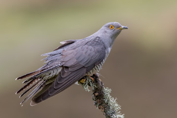 Cuckoo Perched on Branch