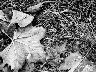 Black and white detail of frozen grass on the ground and maple leaf. Top view on the frozen lawn with leaves.