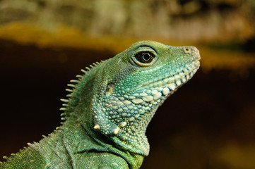 Grüne Wasseragame reckt den Kopf nach oben