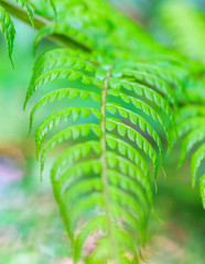 Closeup picture of tropical fern leaf