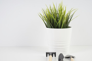 Green plant in white pot over white background
