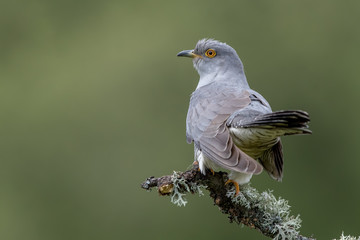 Cuckoo Perched on Branch