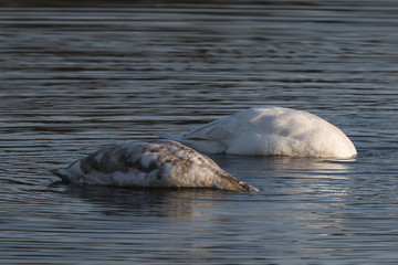Fototapeta premium Chick and adult swan with submerged head.