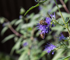 Bartblume Heavenly Blue mit Biene